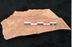 Foto (Detailansicht) von Glyptostrobus europaeus Brongniart (NHMW-GEO-2024-0188-7955)